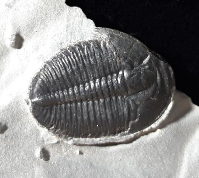 Elrathia kingii (MEEK 1870)  - Bild &copy; FossNet FossilienStore
